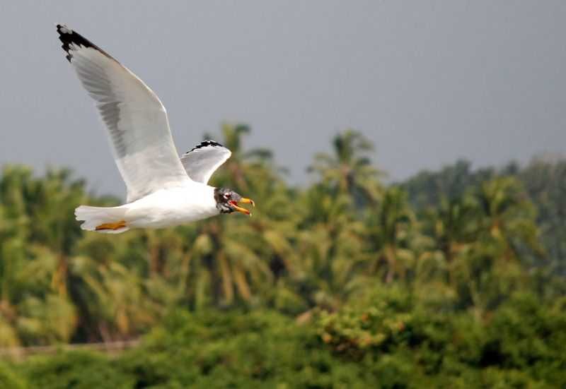 Kadalundi Bird Sanctuary